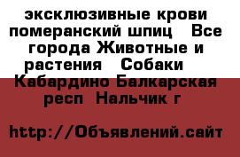 эксклюзивные крови-померанский шпиц - Все города Животные и растения » Собаки   . Кабардино-Балкарская респ.,Нальчик г.